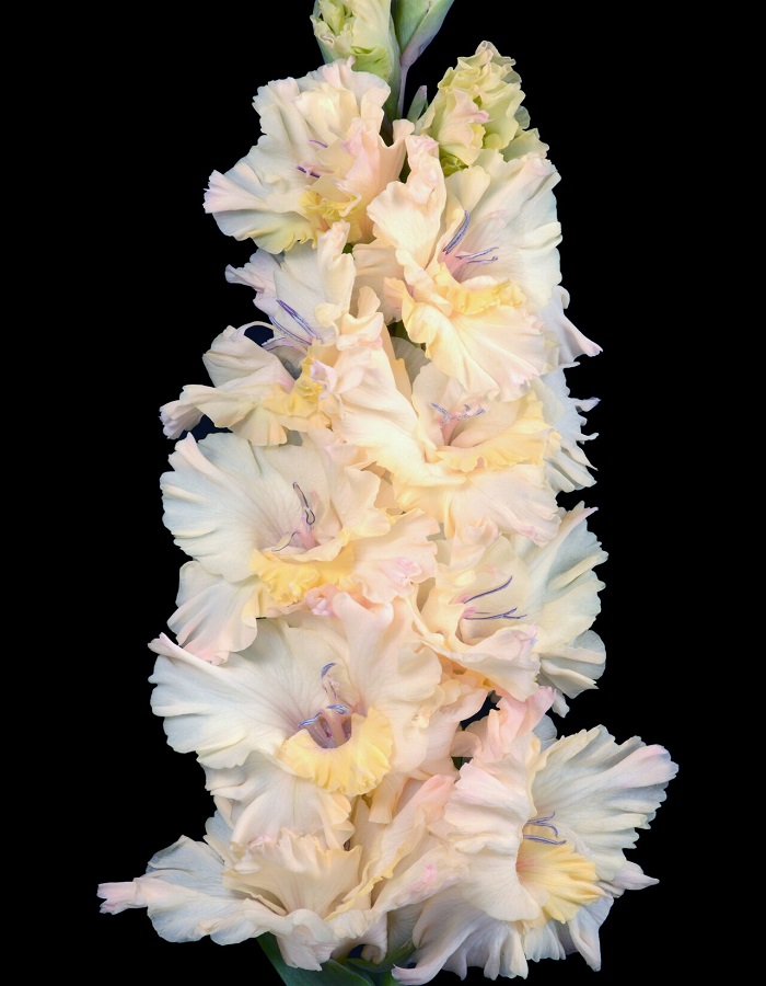 

Гладиолус Воспоминания из детства 1 уп. (3 шт.)