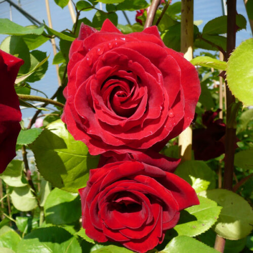 Роза плетистая Мессир Дельбар