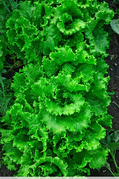Салат Азарт 1 гр цв.п. семена салат азарт престиж семена