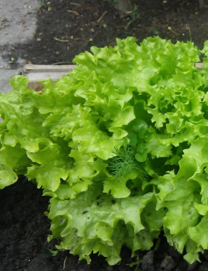 Салат Изумрудное кружево (УД) 0,25 гр цв.п семена салат изумрудное кружево 1г