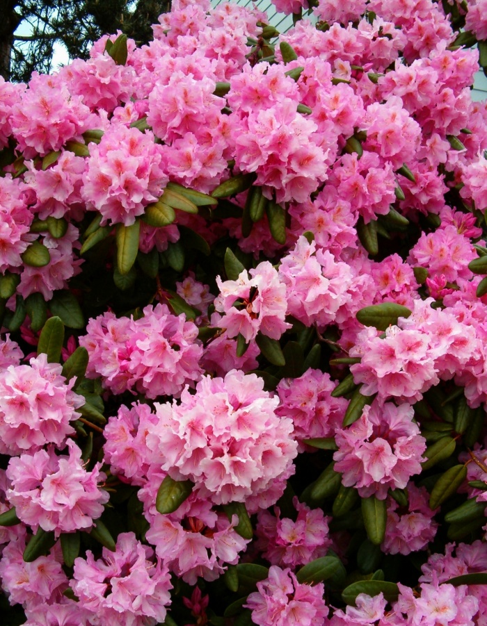 

Рододендрон Люмина 1 шт Р9