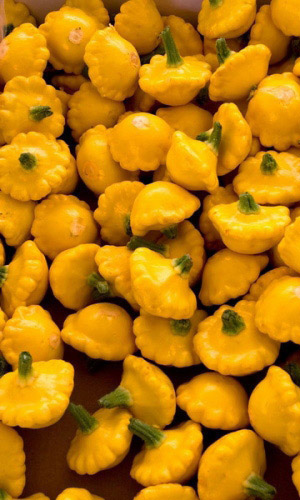 Патиссон Солнышко (УД) 10 шт цв.п.