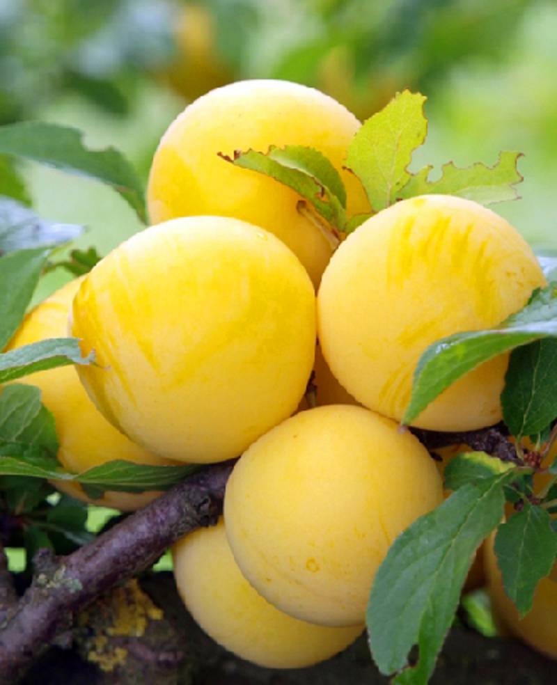 

Слива Утро 1 шт