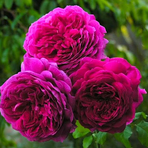 Роза кустовая Янг Люсидас