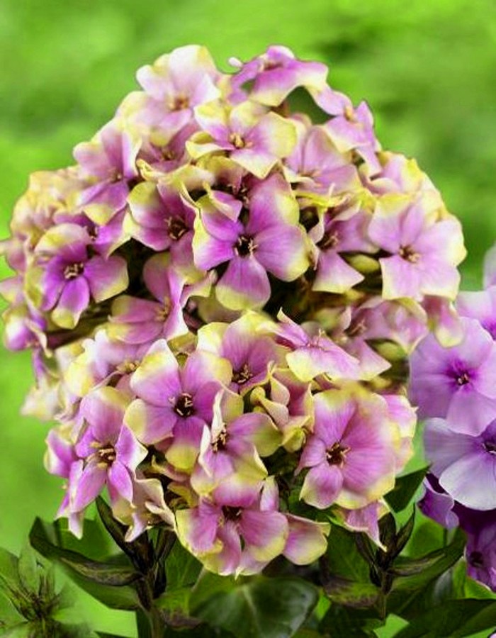 

Флокс Щербет Бленд 1 шт.