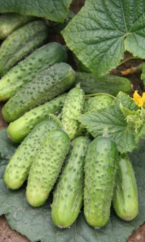 Огурец Уралочка F1 (УД) 10 шт цв.п.