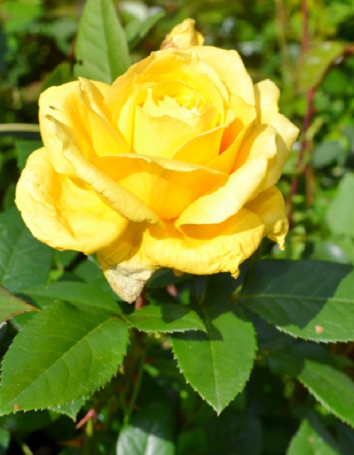 Роза чайно-гибридная Папилон 1 шт