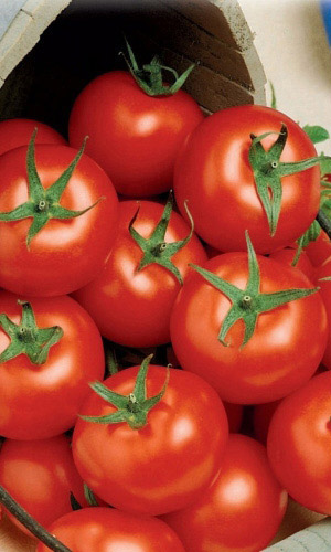 Томат Филиппок (УД) 20 шт цв п