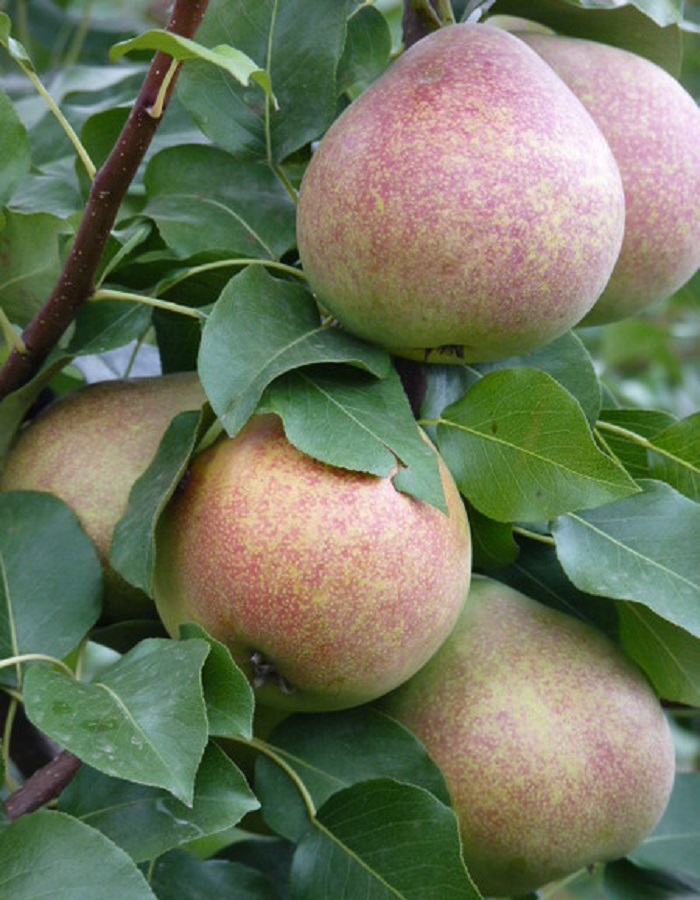 

Груша Мраморная