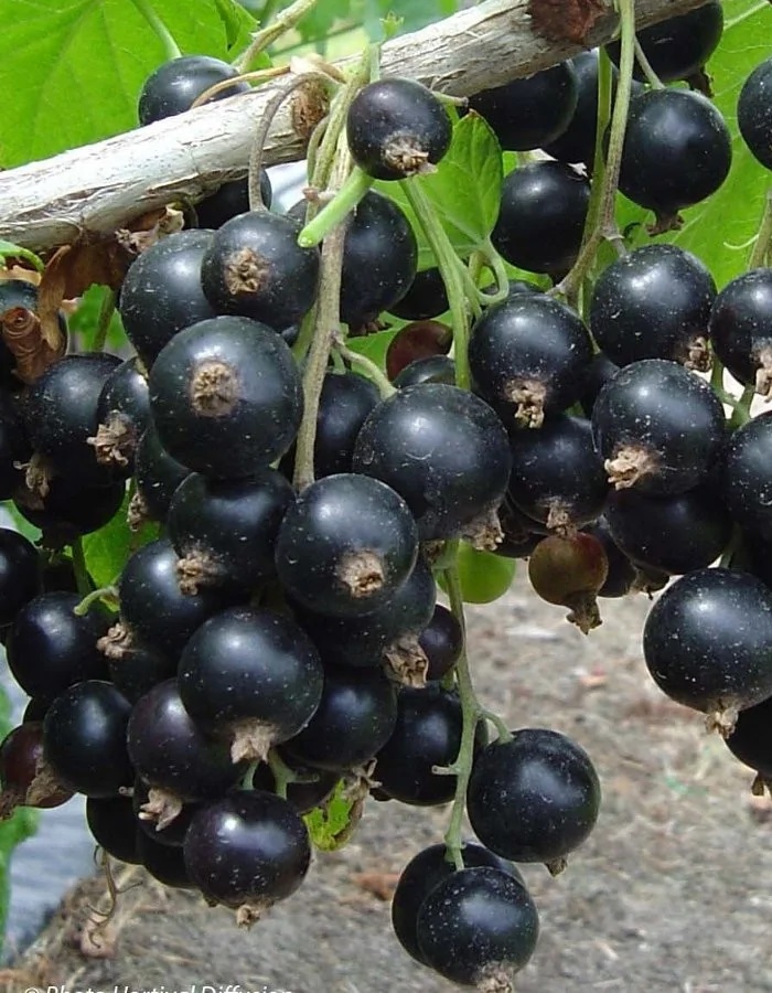 

Смородина черная Дачница