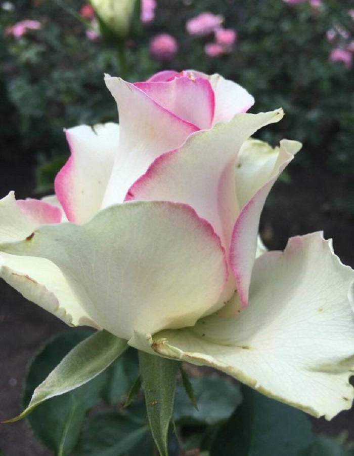 Роза чайно-гибридная Вальс де Мейян 1 шт роза айконик лемонад мейян