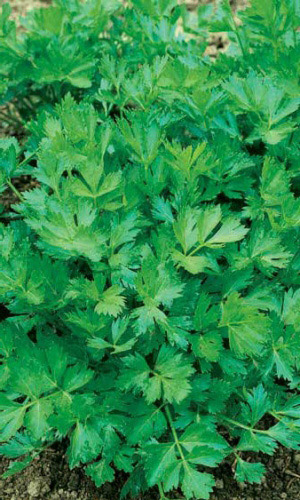 Сельдерей листовой Захар (УД) 0,25 гр цв.п