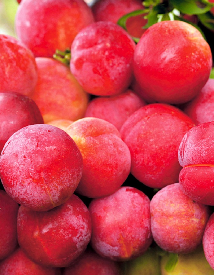 

Слива Содружество