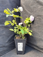 Роза кустовая Сандра Ренесанс