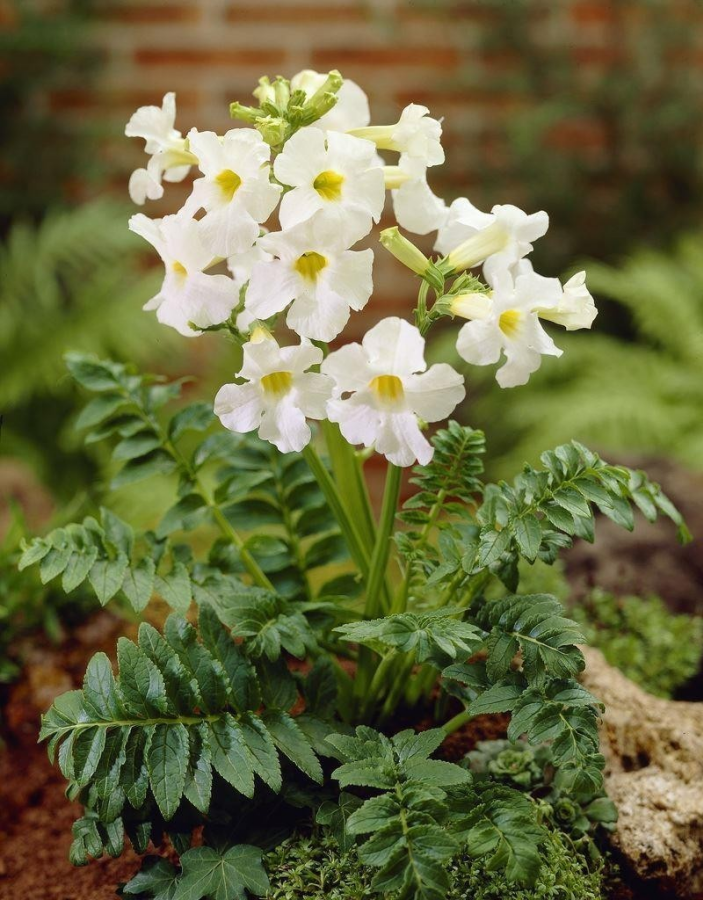 

Инкарвиллея Делавея Сноутоп