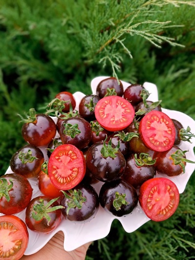 Томат Всем на зависть F1 (УД) 12 шт цв.п