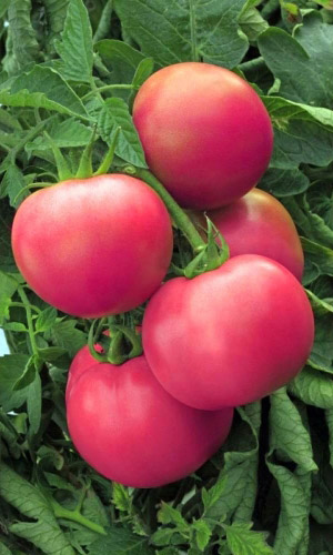 Томат Каскадный (УД) 20 шт цв.п.