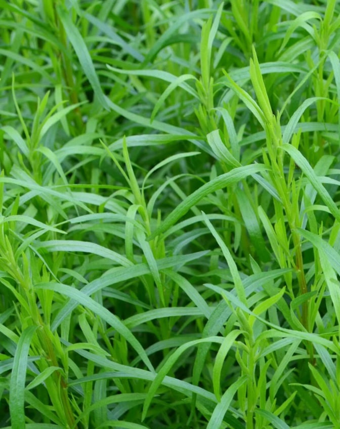 

Эстрагон (тархун) Драконья трава (УД) 0,05 г цв п