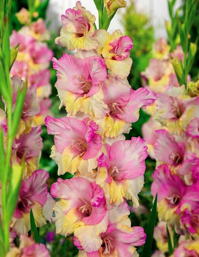 

Гладиолус Мон Амур