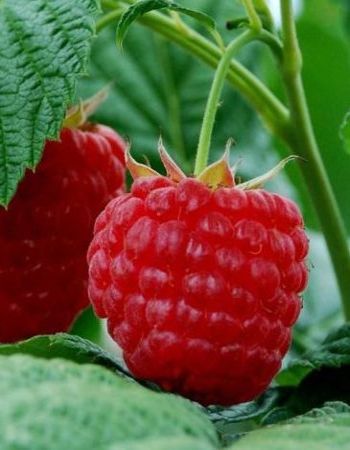 

Малина Метеор 1 шт