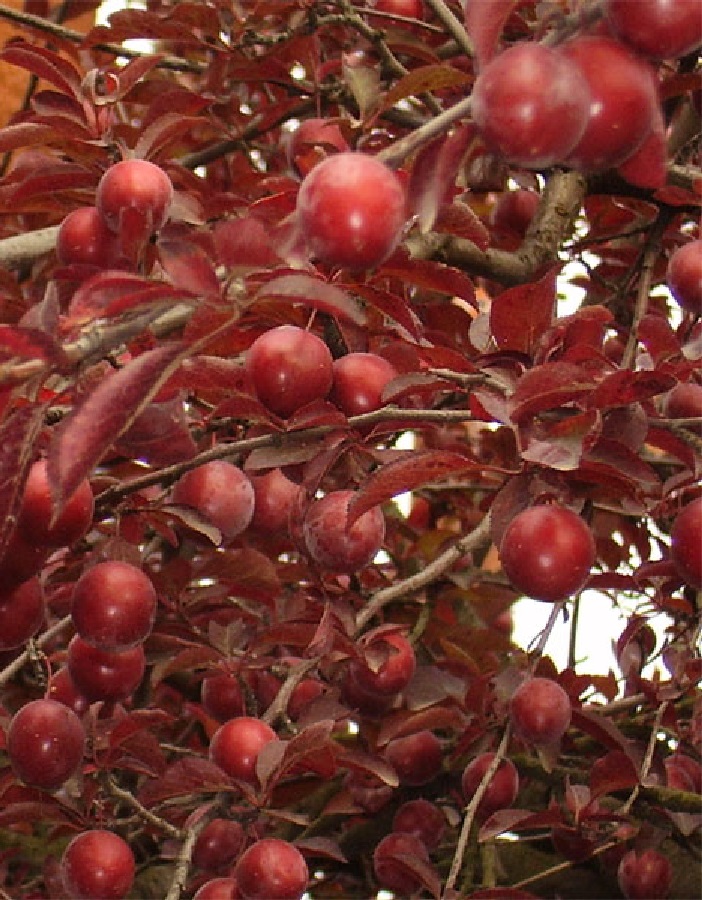 

Алыча Пламя Осени