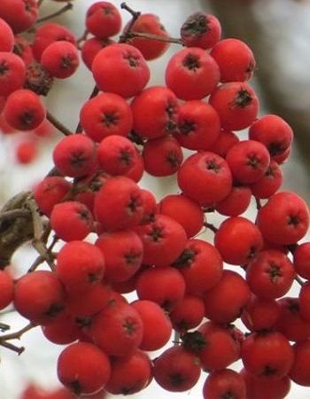 

Рябина обыкновенная Рубиновая (Sorbus aucuparia) 1 шт ОКС