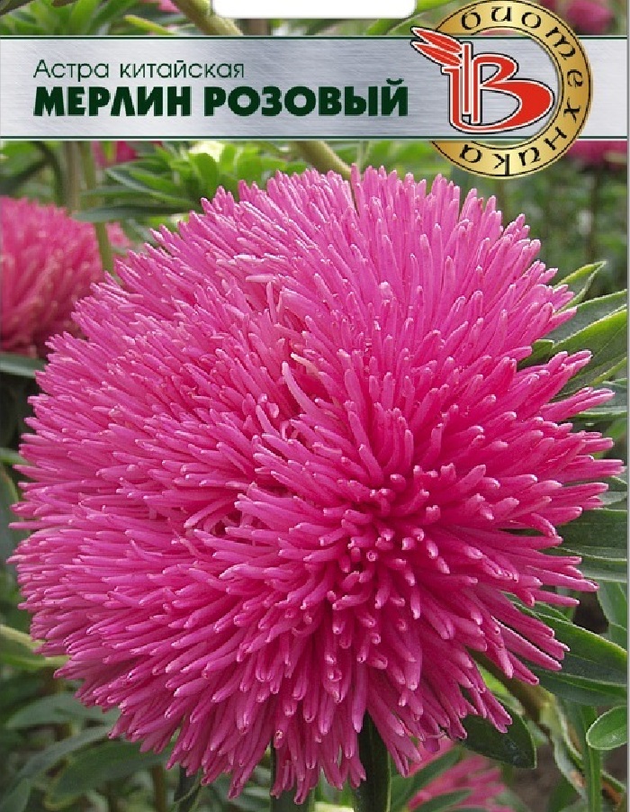 

Астра Мерлин Розовый 50 шт