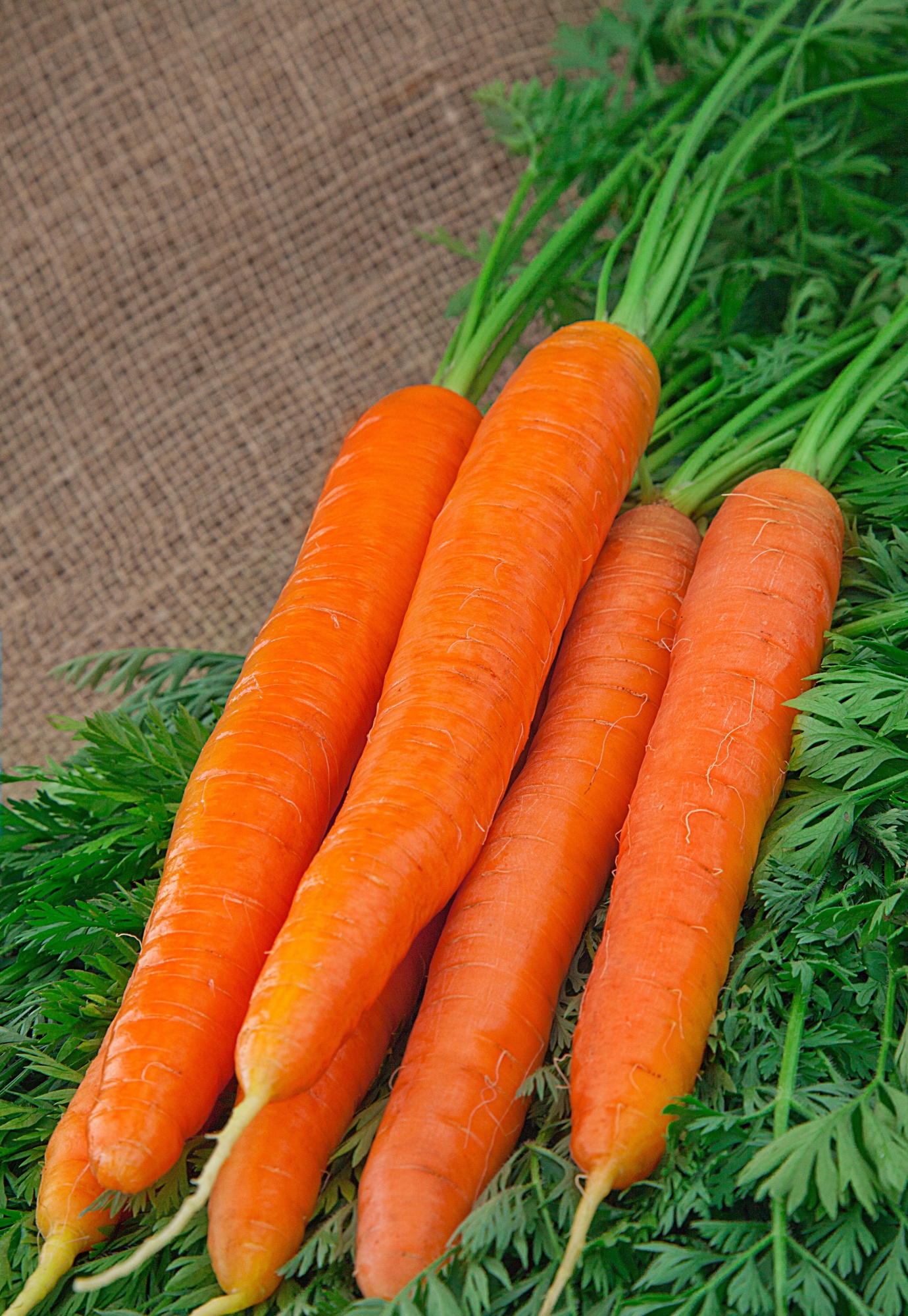 Морковь Наполи F1 0,5 гр цв.п. семена морковь наполи f1 100 шт