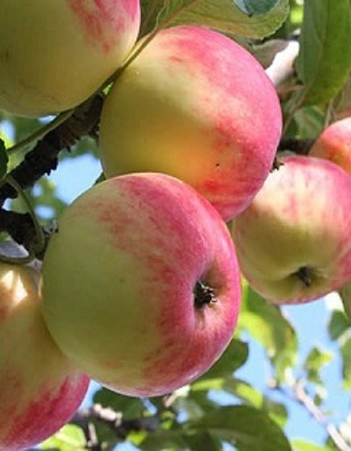Яблоня Солнцедар (3 года) 1 шт яблоня жигулевское 3 года 1 шт