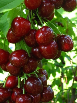 

Черешня Оленька 1шт ОКС