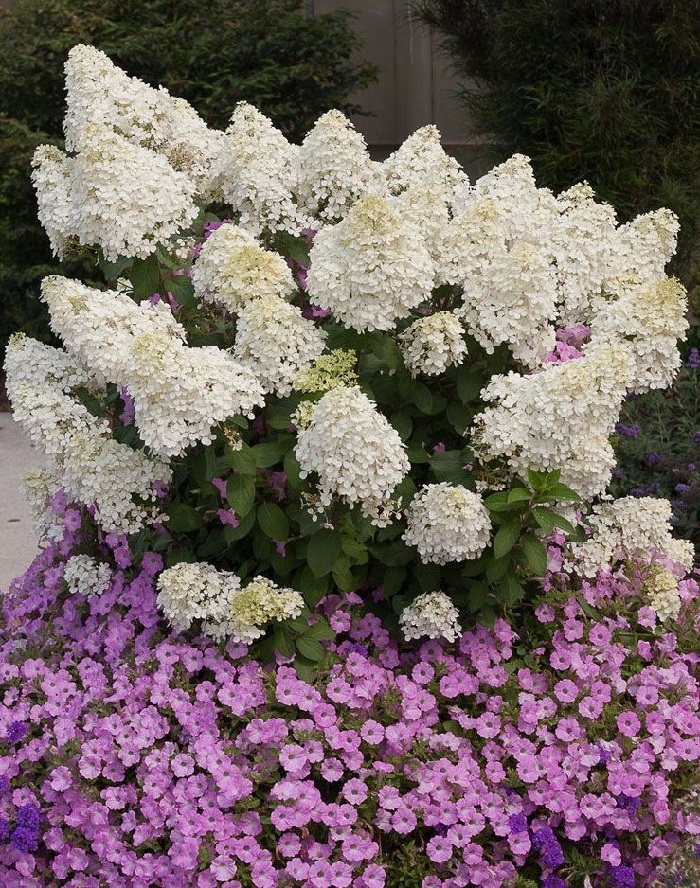 

Гортензия метельчатая Бобо 1 шт Р9