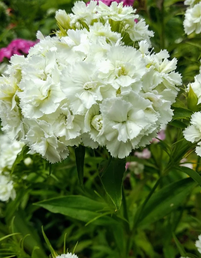 Гвоздика турецкая Белая Королева (УД) 0,2 гр семена цветов гвоздика турецкая белая королева 0 2 г