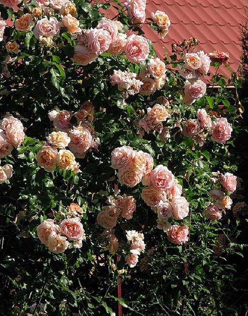 Роза плетистая Амаретто