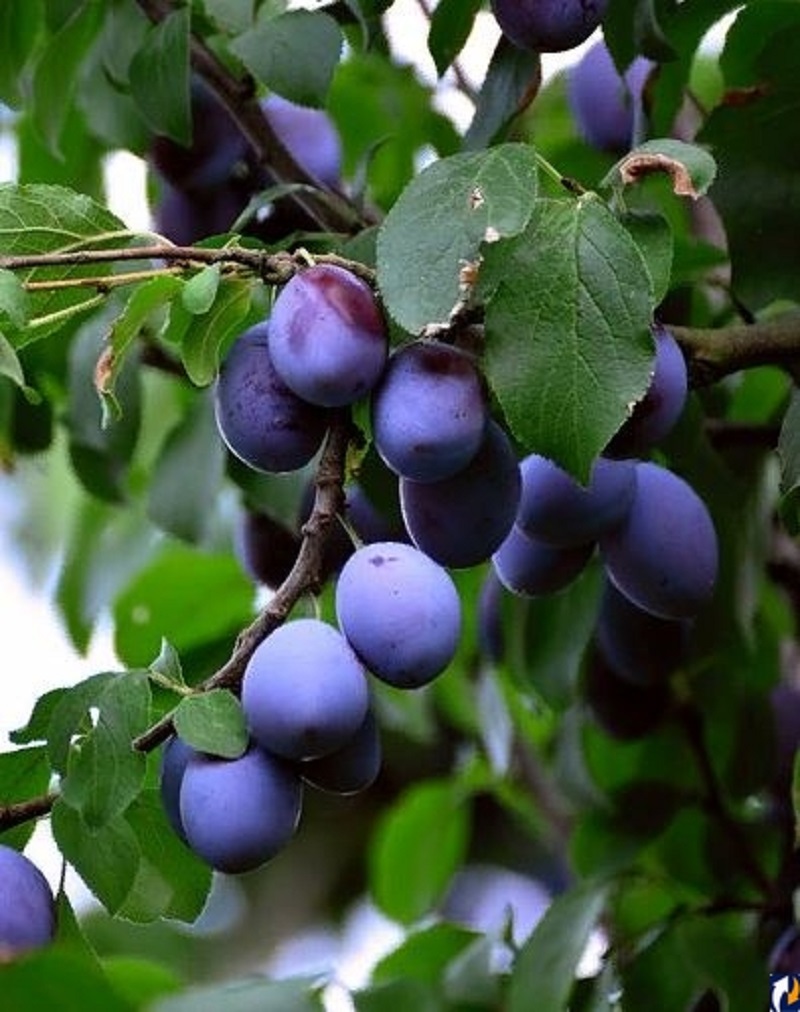 

Слива Дашенька