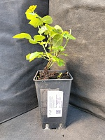 Роза кустовая Шанталь Марье