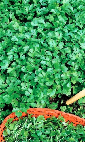 Кориандр кинза Здоровяк УД 2гр цвп 10₽