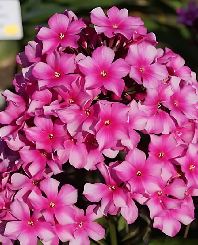 Флокс Мисс Элли 