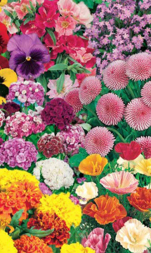 Смесь цветов Добрая Память-Т в Затененных местах для надгробий и могил (УД) цв.п 1г