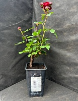 Роза спрей Таманго