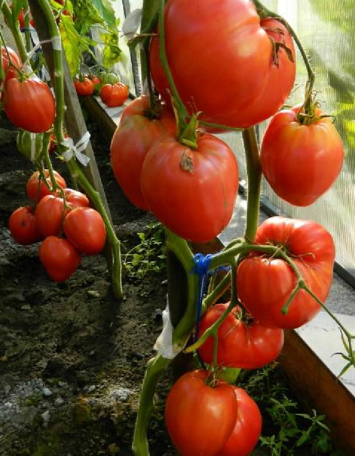 Томат Воловье сердце 0,05 гр цв.п. семена томат воловье сердце 0 05г