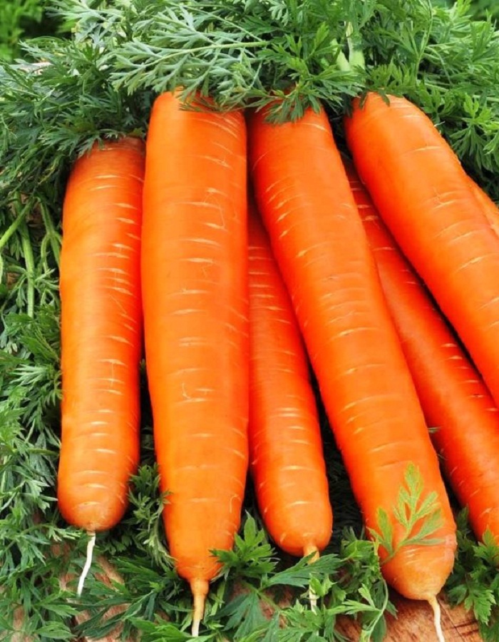 Морковь Дарина цв/п  2гр
