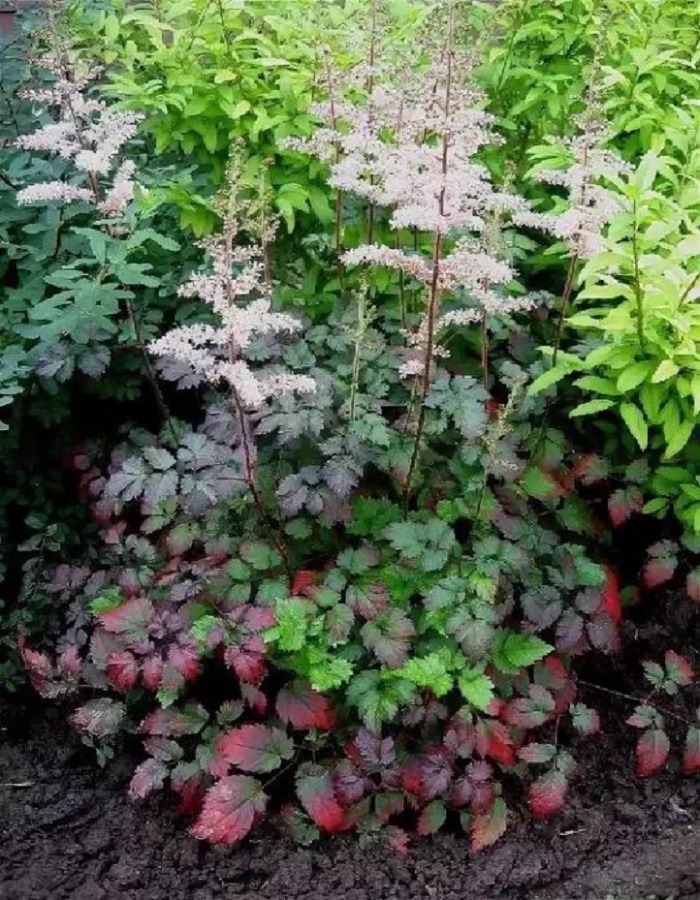 Астильба Колор Фрэш Эрнст оф Бьюти 379₽