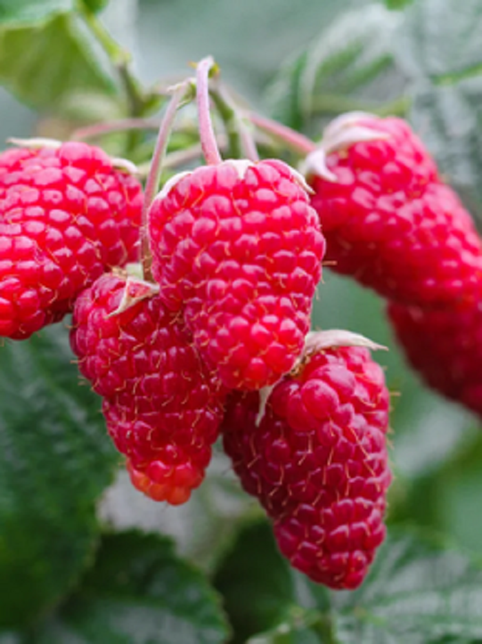 

Малина бесшипая Патриция