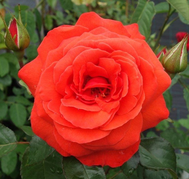 Роза плетистая Салита