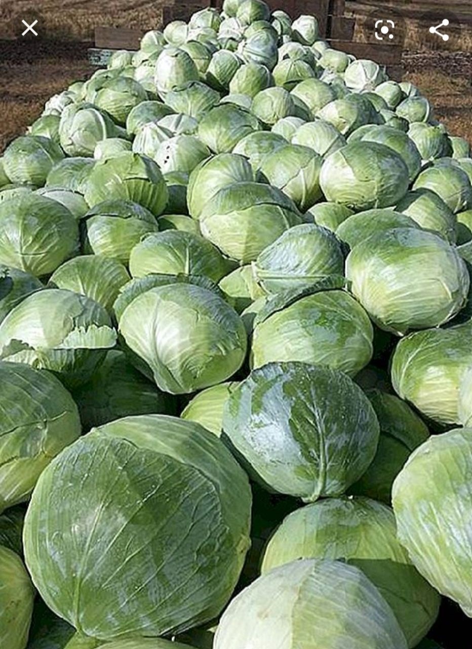 

Капуста белокочанная ср/п Агрессор F1(Syngenta) 100 шт