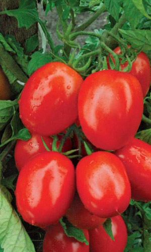 Томат Испанский Красный (УД) 20 шт цв.п