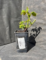 Роза чайно-гибридная Кроненбург 