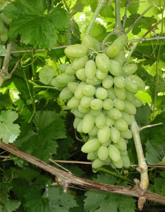 Виноград плодовый Элегант 1 шт
