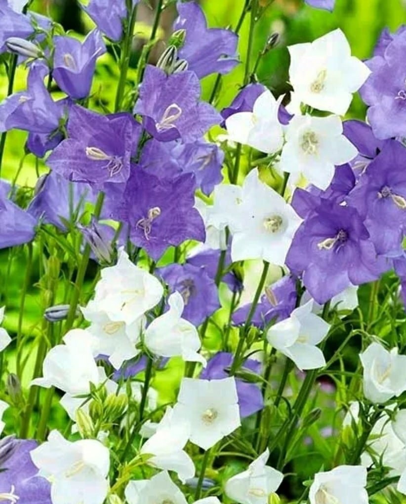 

Колокольчик карпатский Смесь Бело-Голубой ASF 1 шт Р9