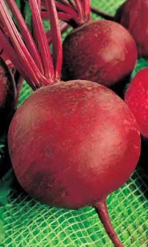 Свекла Багровая (УД) 2 гр цв.п (Симбиоз)